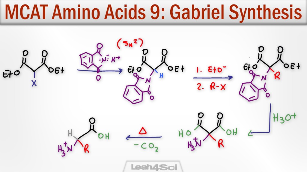 Gabriel Malonic Ester Synthesis Of Alpha Amino Acids