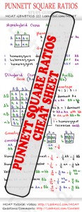 Punnet Square Ratios MCAT Study Guide Cheat Sheet