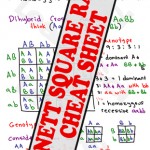 Punnet Square Ratios MCAT Study Guide Cheat Sheet