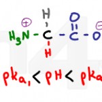 glycine protonated and deprotonated