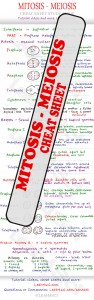 Mitosis and Meiosis MCAT study guide cheat sheet preview