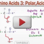 Polar Acidic and Basic Amino Acids tutorial video by Leah Fisch