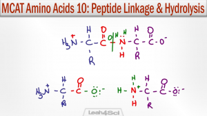 Amino Acid Peptide Linkage and Hydrolysis Reactions by Leah Fisch