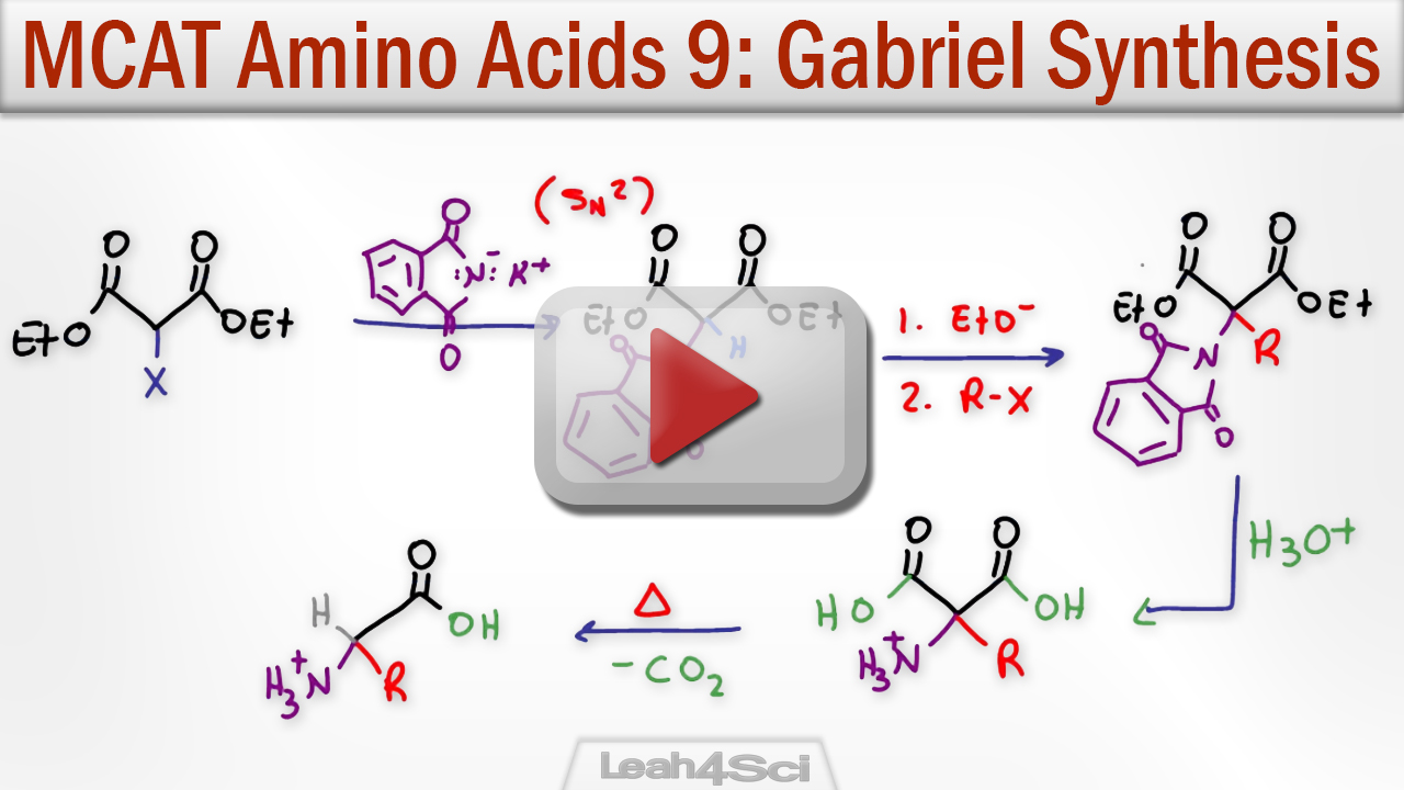 Gabriel Malonic Ester Synthesis Of Alpha Amino Acids