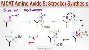 Strecker Synthesis of Alpha Amino Acids Leah4sci
