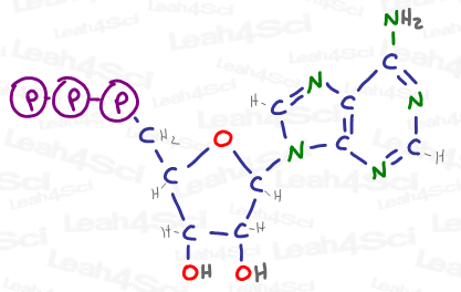 ATP molecular structure for adenosine triphosphate